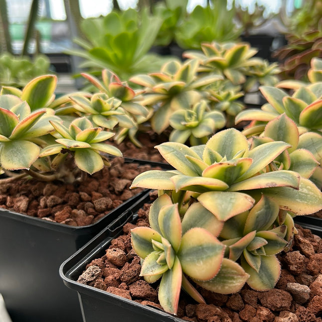 Aeonium florescens
