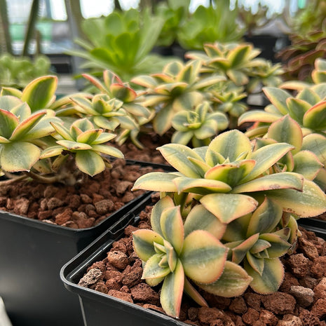 Aeonium florescens