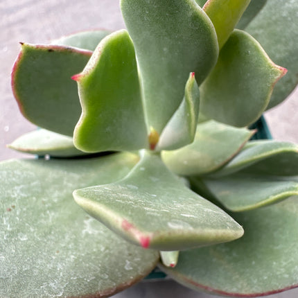 Cotyledon orbiculata ‘Shireen’