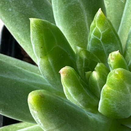 Pachyphytum compactum | La suculenta diamante
