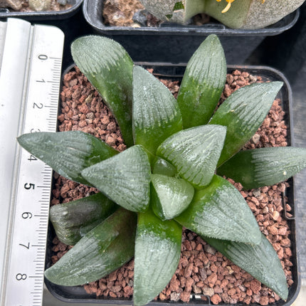 Haworthia 'Gebühren'