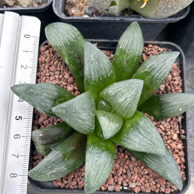 Haworthia 'Debidas'