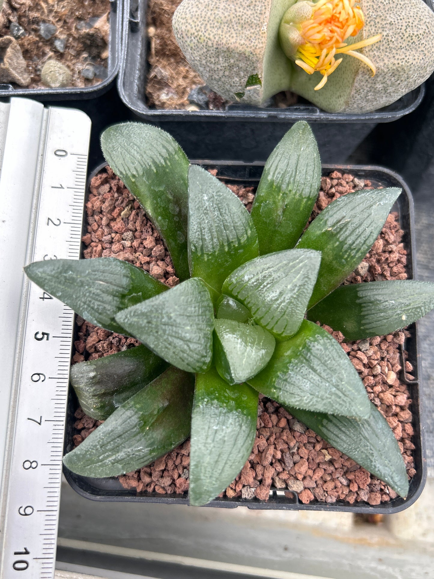 Haworthia 'Debidas'