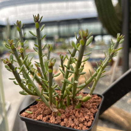 Ruschia uncinata