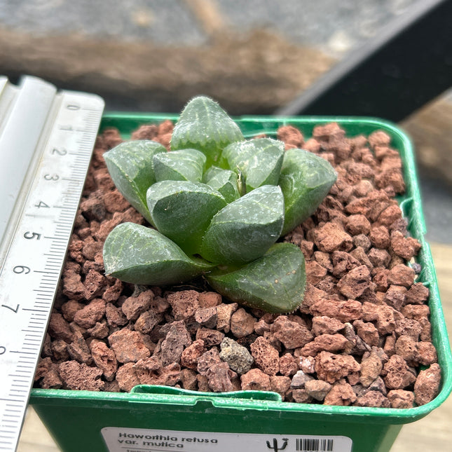 Haworthia retusa var. mutica