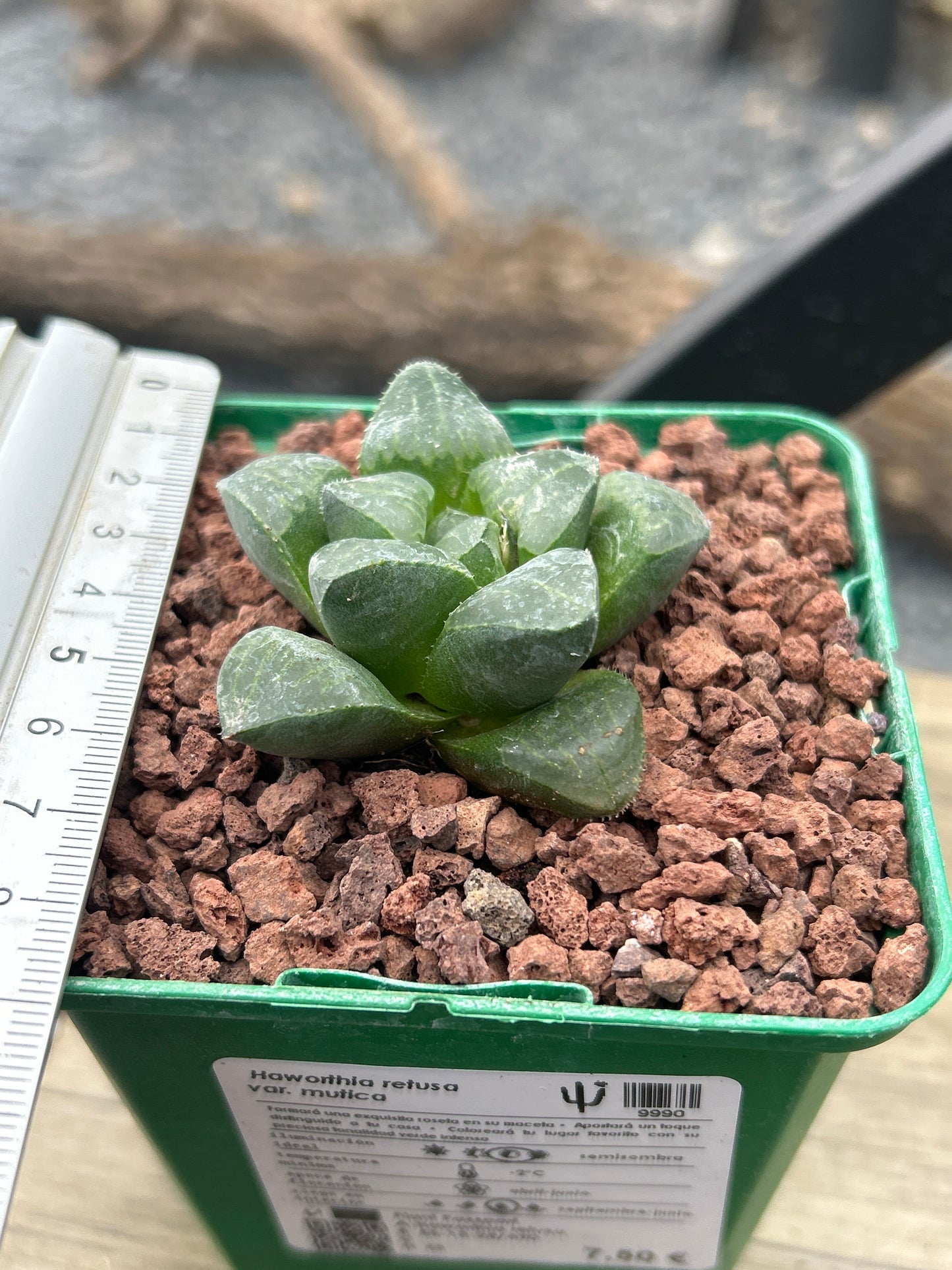 Haworthia retusa
 var. mutica