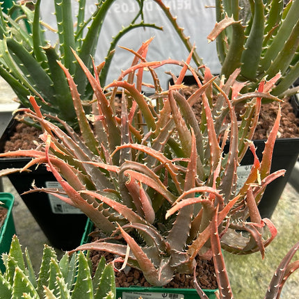 Aloe arborescens