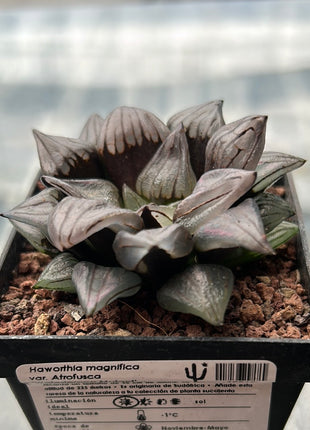 Haworthia atrofusca 'Watermelon Mutant'