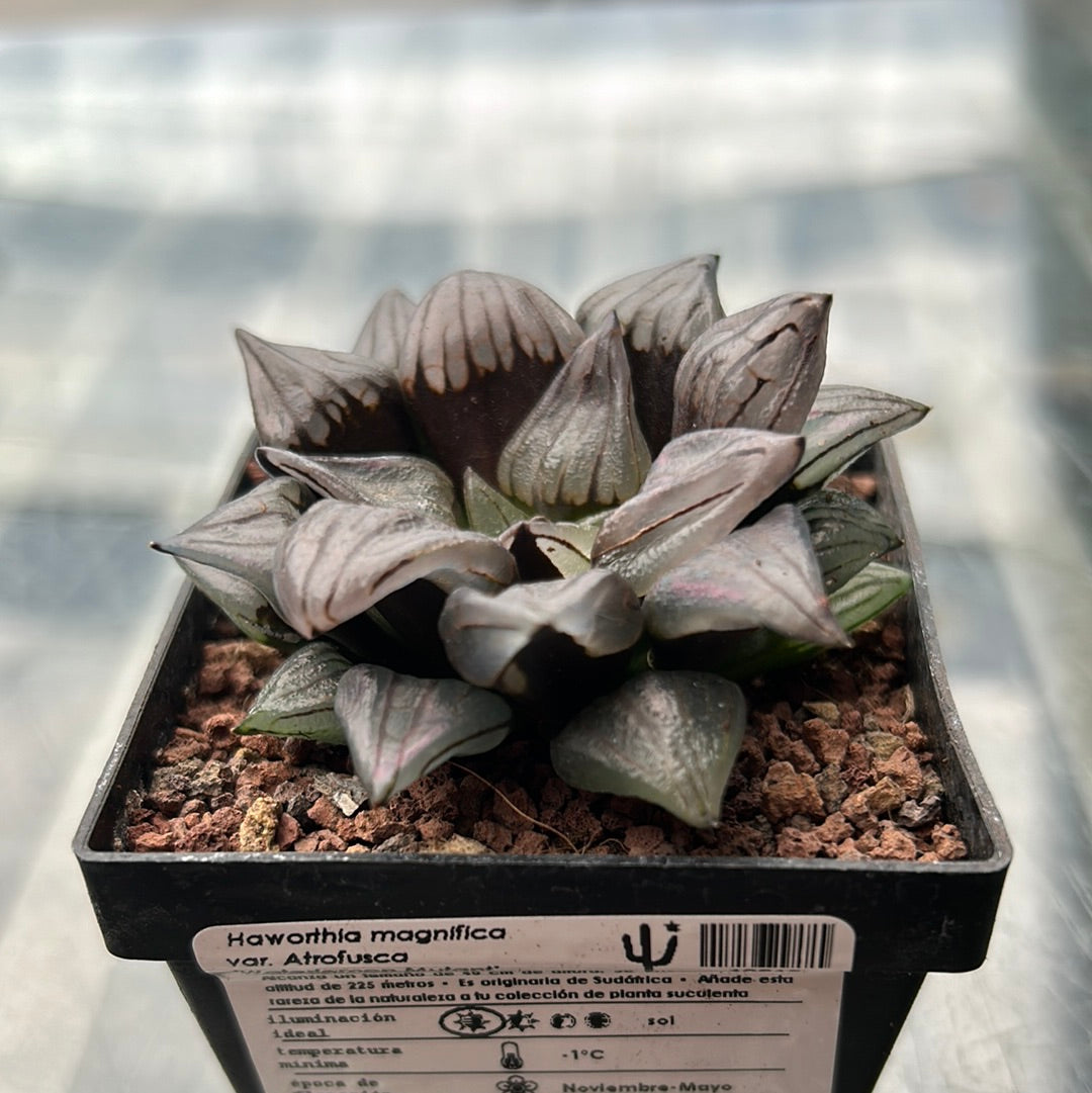 Haworthia atrofusca 'Watermelon Mutant'