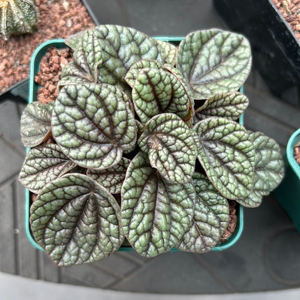 Peperomia sunrise