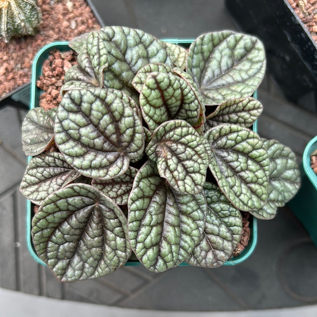 Peperomia sunrise