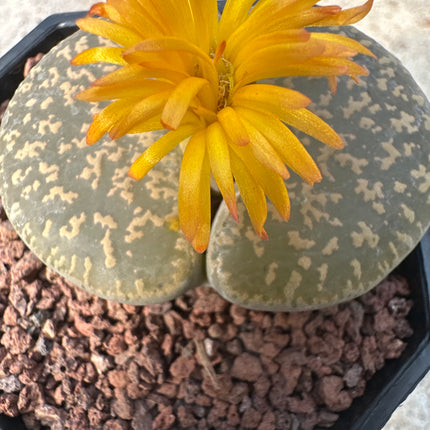 Lithops lesliei ‘Inca Gold’ C036B