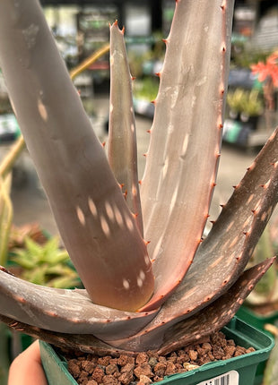 Aloe paradisicum