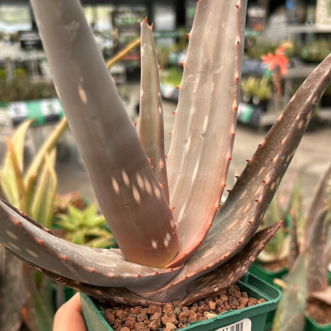 Aloe paradisicum