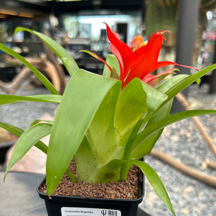 Guzmania lingulata