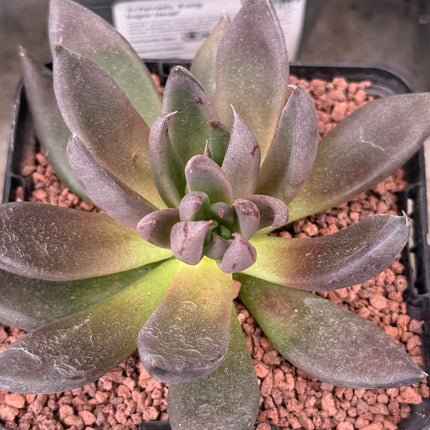Echeveria ‘Black Night’