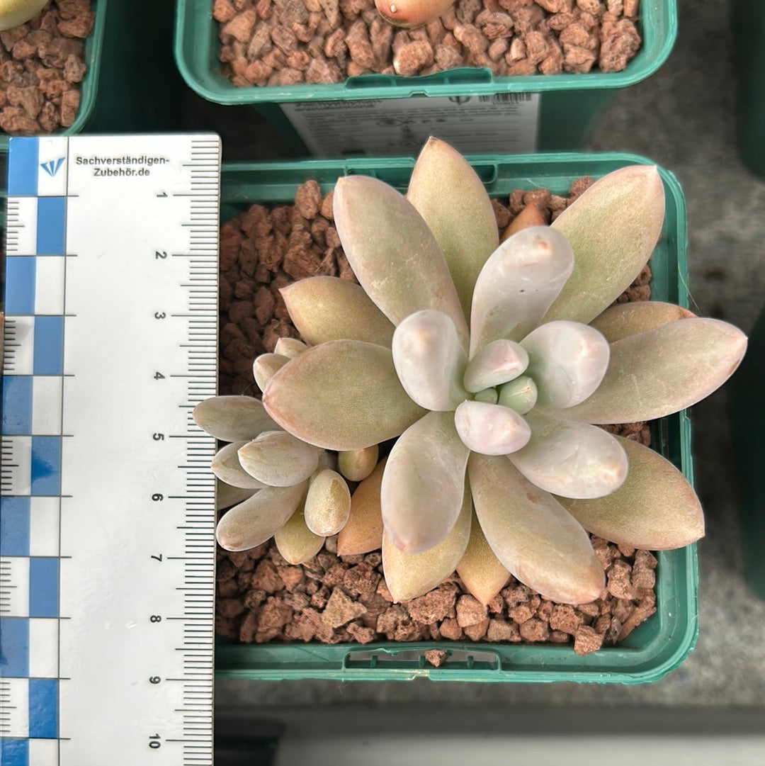 Pachyphytum wendermanii