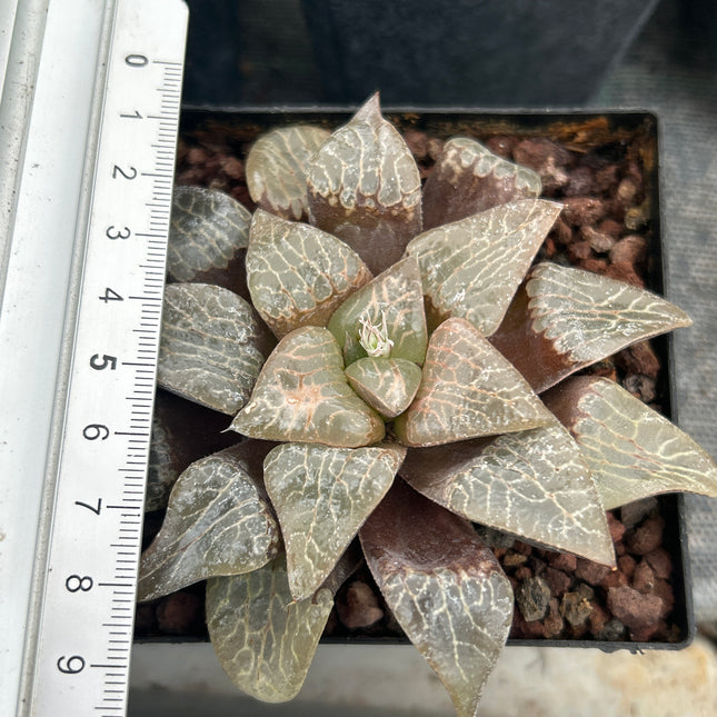 Haworthia „Natalie“