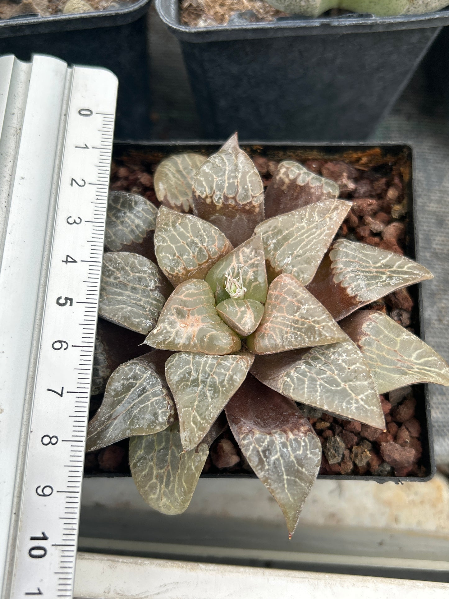 Haworthia 'Natalie'