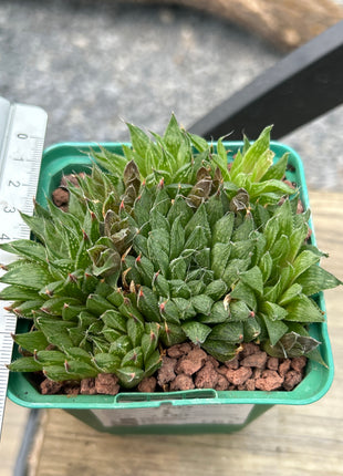 Haworthia aquamarine