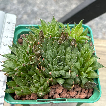 Haworthia-Aquamarin