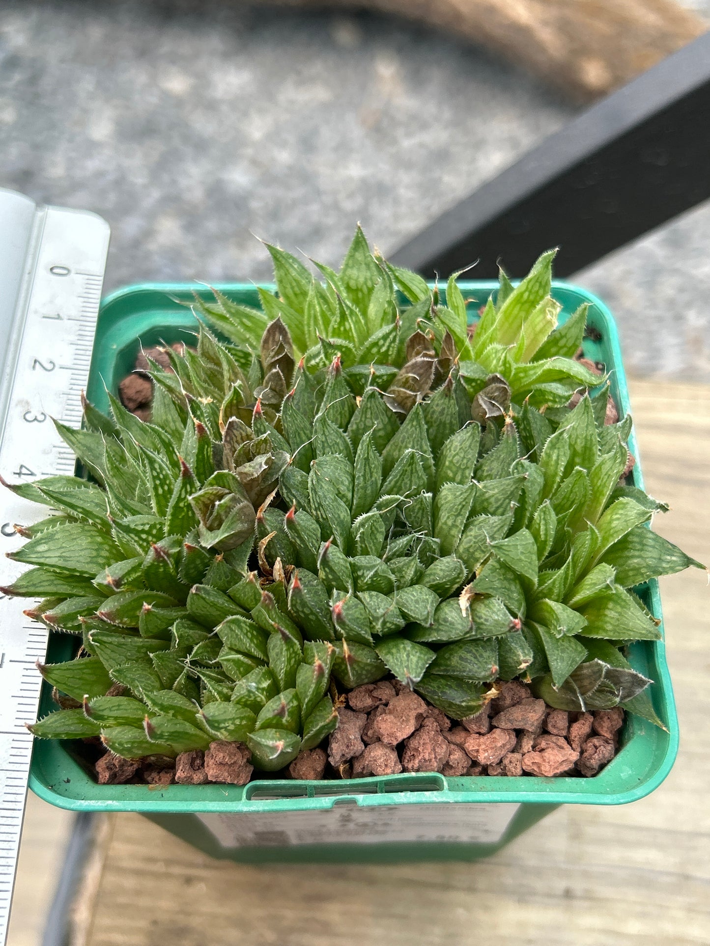 Haworthia aquamarine