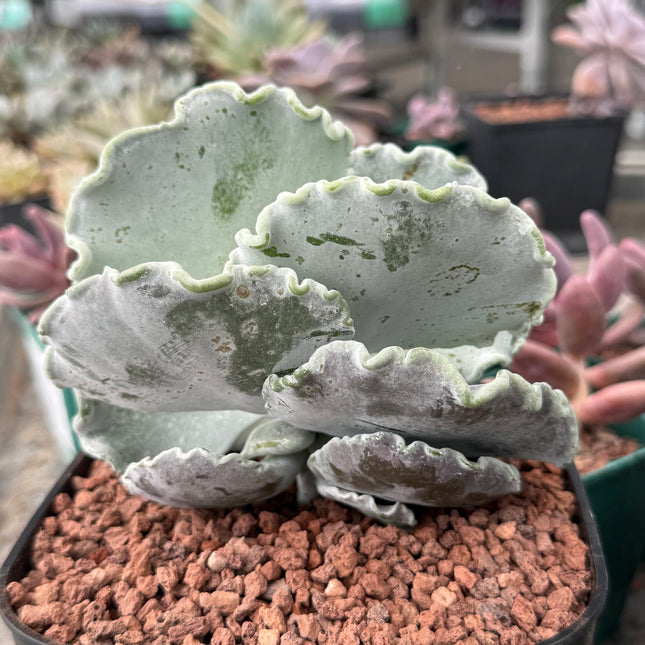 Cotyledon undulata
