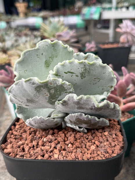 Cotyledon undulata
