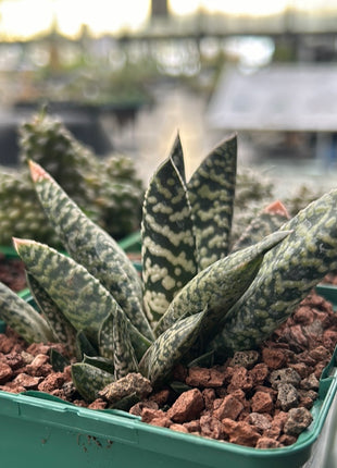 Gasteria carinata cv. Snow Storm