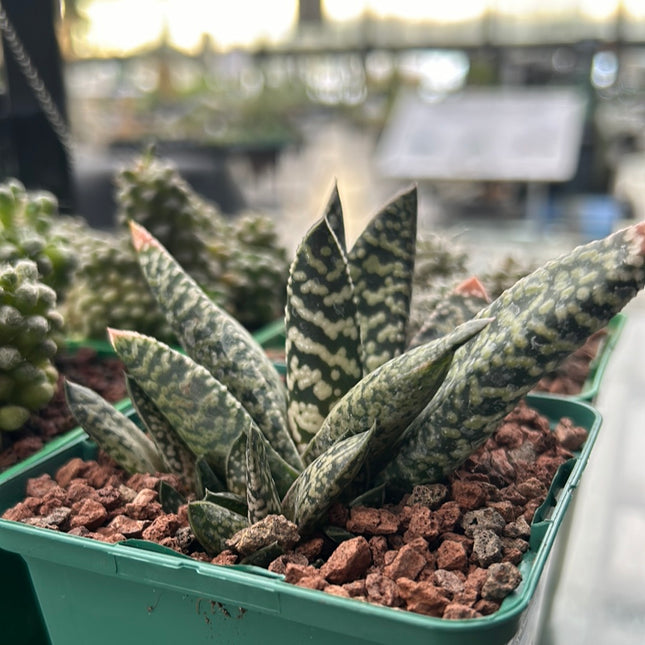 Gasteria carinata cv. Schneesturm