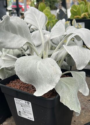 Senecio candicans “Alas de Ángel”