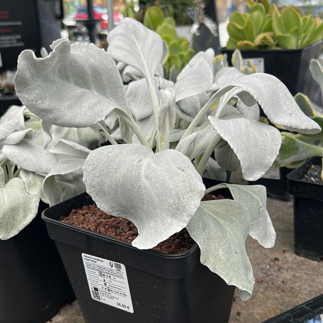Senecio candicans “Alas de Ángel”