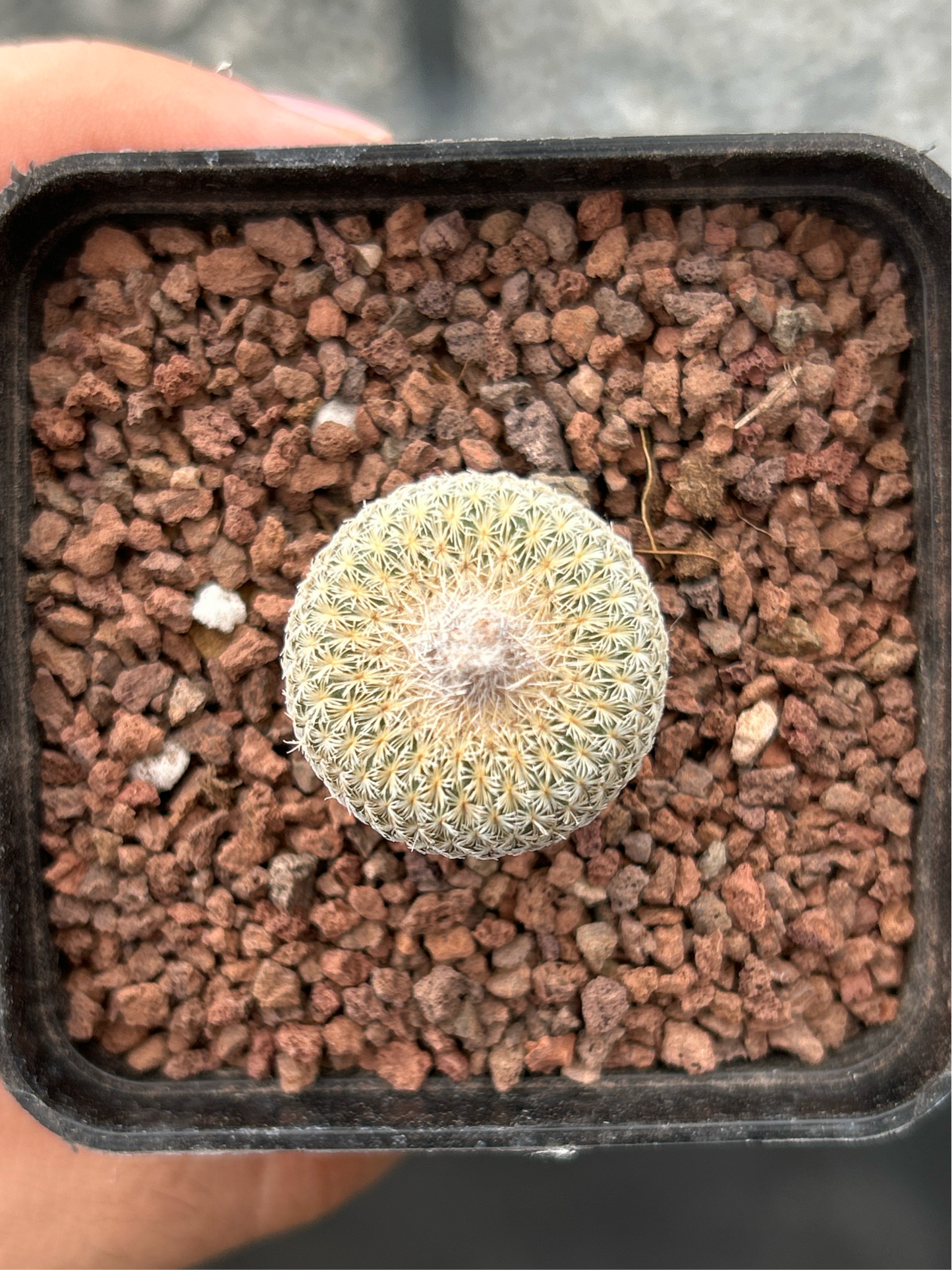 Epithelantha micromeris SB237