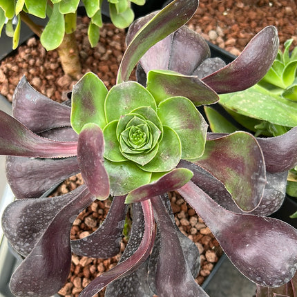 Aeonium Deep Purple