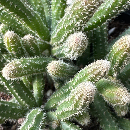 Rhipsalis pilocarpa