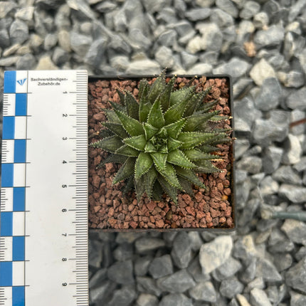Haworthia herbacea var. flaccid