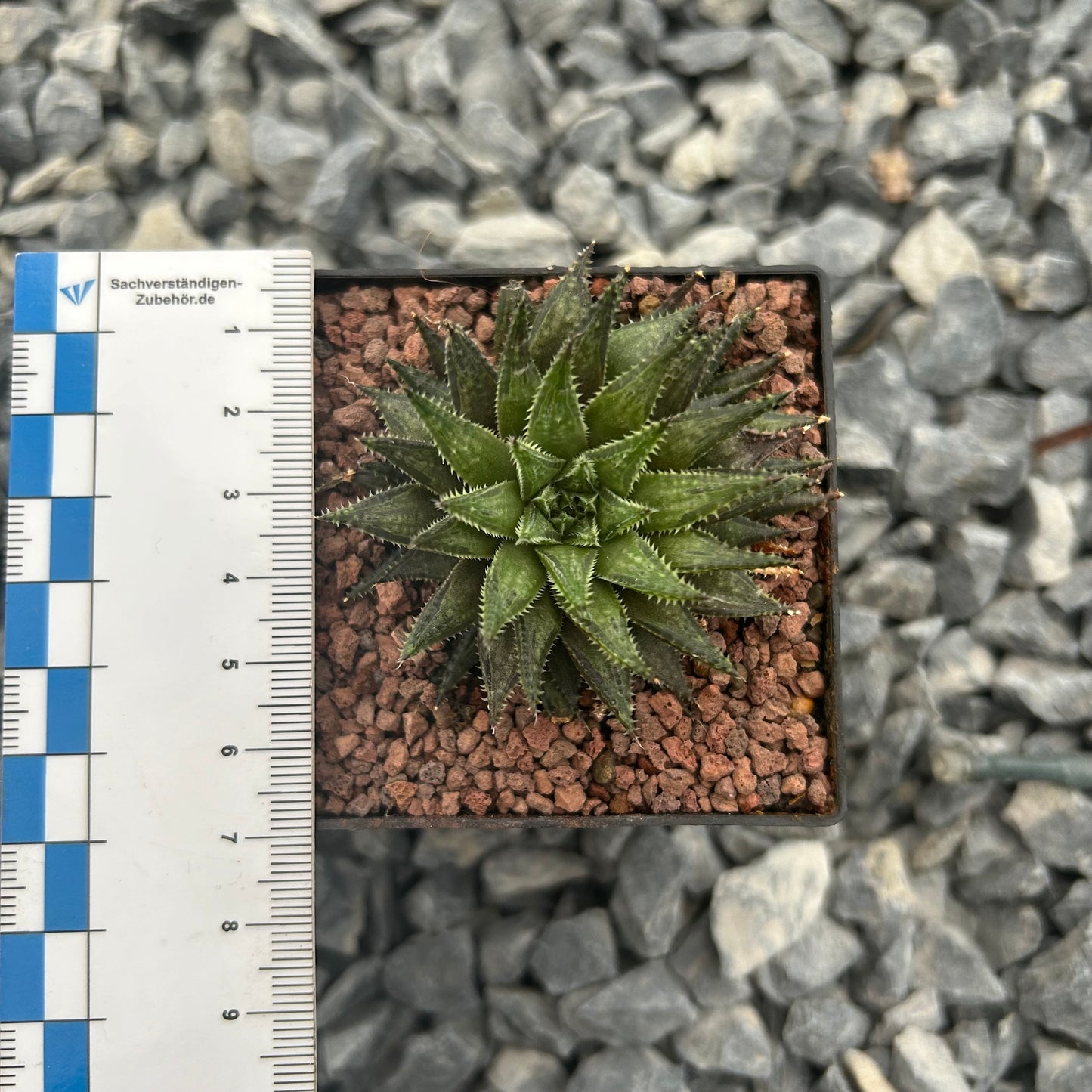 Haworthia herbacea var. flaccida