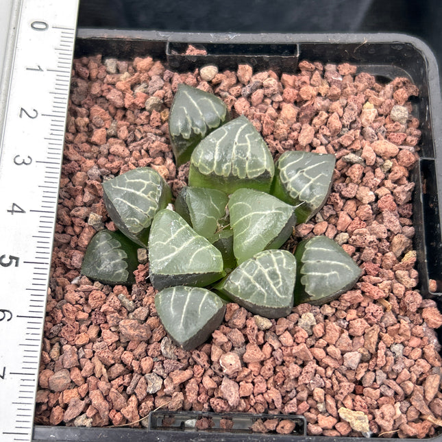 Haworthia bayeri