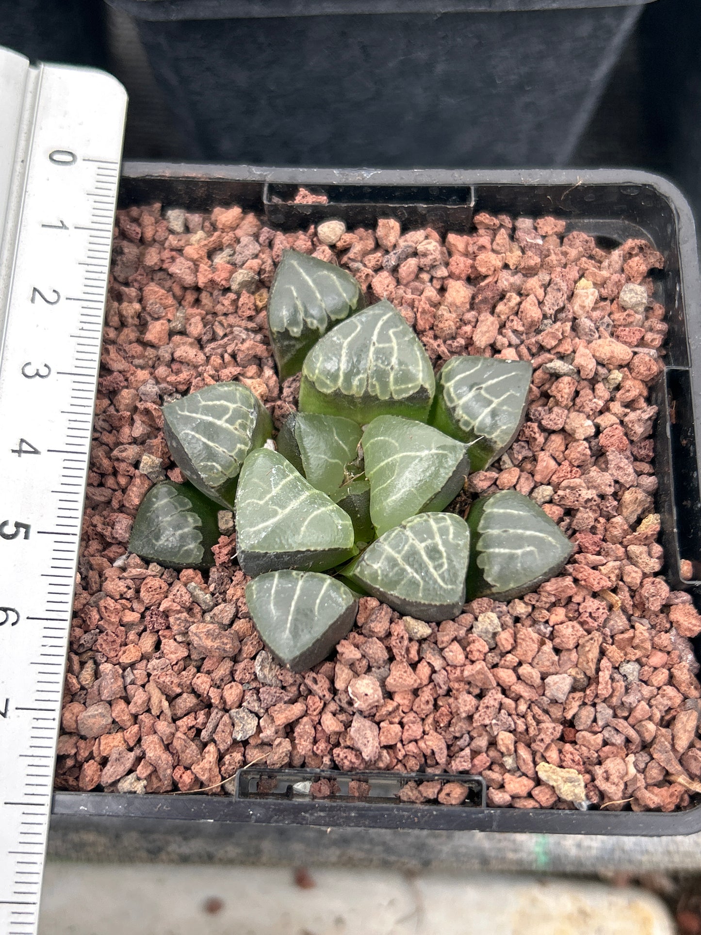 Haworthia bayeri