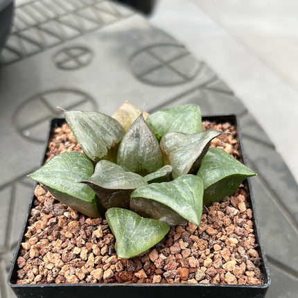 Haworthia comptoniana 'Cowebbing'