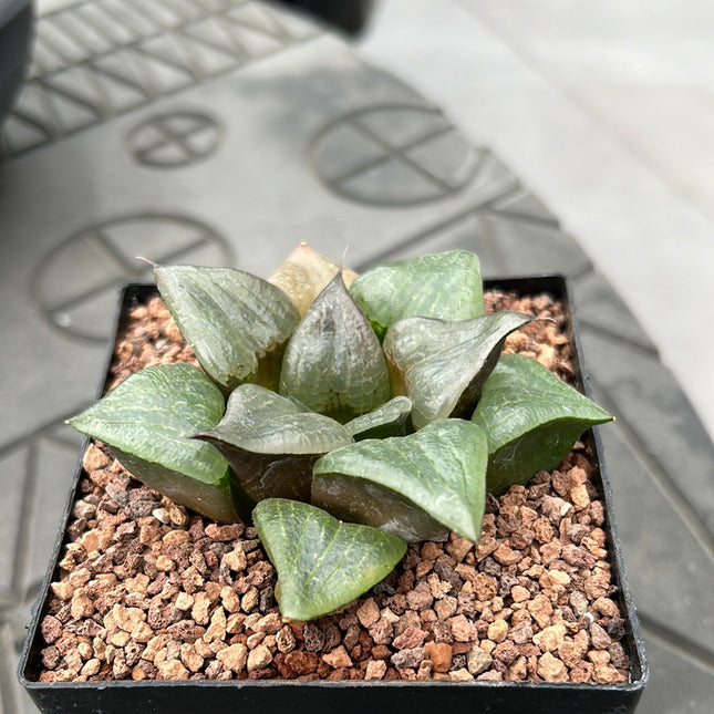 Haworthia 'Cowebbing'