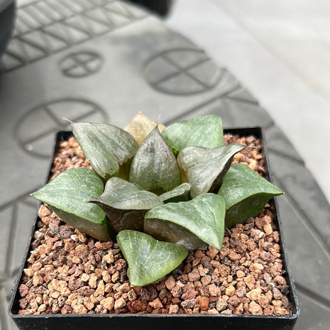 Haworthia 'Cowebbing'