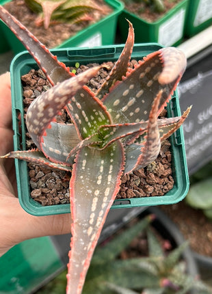 Aloe 'Carola'