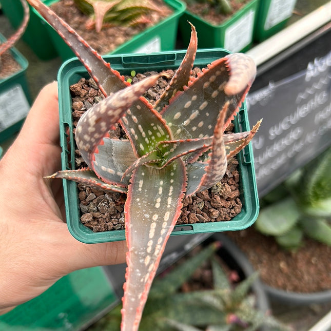Aloe 'Carola'