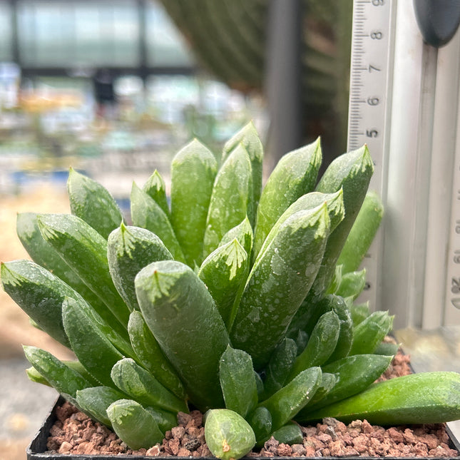 Haworthia 'Harry Johnson'