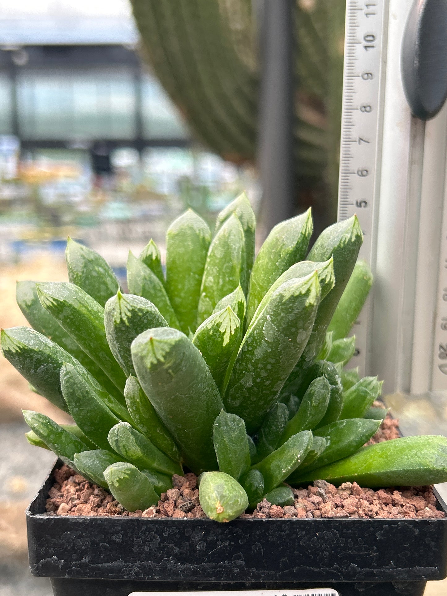 Haworthia 'Harry Johnson'