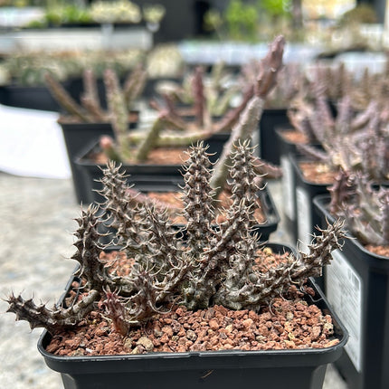 Huernia zebrina