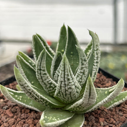 Tulista pumila 'Emperor'