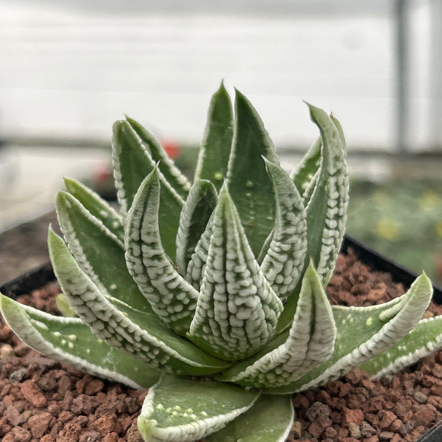 Tulista pumila 'Emperor'