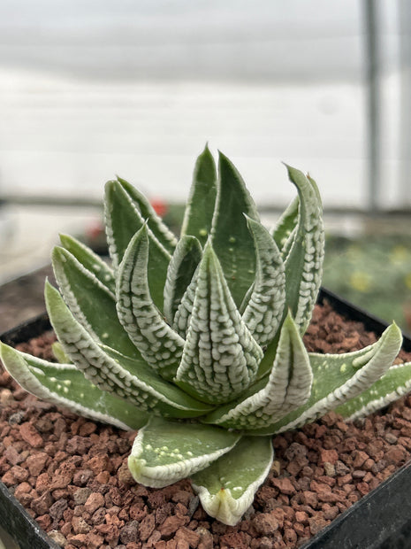 Tulista pumila 'Kaiser'